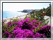 Morze, Hiszpania, Plaża, Kwiaty