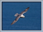 Morze, Lot, Ptak, Fulmar