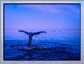 Morze, Ogon, Wieloryb, Płetwa
