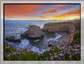 Morze, Kwiaty, Skały, Ocean Spokojny, Stany Zjednoczone, Plaża Shark Fin Cove, Hrabstwo Santa Cruz, Wybrzeże, Kalifornia, Zachód słońca, Davenport