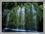 Wodospad Mossbrae Falls, Stany Zjednoczone, Rośliny, Stan Kalifornia
