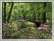 Mostek, Park, Kwitnące, Rododendrony, Rzeczka