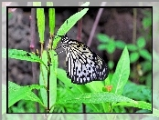 Motyl