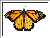 Motyl, Monarch, Białe tło