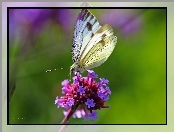 Biały, Kwiaty, Motyl, Bielinek