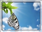 Biały, Motyl, Niebo