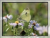 Motyl, Biały, bielinek, Owad
