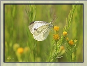 Motyl, Owad, Bielinek, Biały
