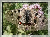 Motyl, Kwiat, Błyszczące, Skrzydła