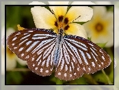 Brązowy, Motyl, Kwiat