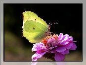 Motyl, Cynia, Cytrynek, Kwiat