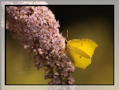 Motyl, Latolistek cytrynek, Budleja