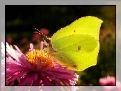 Motyl, Aster, Latolistek cytrynek, Kwiat
