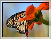 Motyl monarch, Czerwony, Kwiat