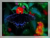 Granatowy, Motyl, Kwiaty