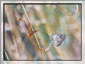 Motyl, Źdźbło, Modraszek ikar, Trawa