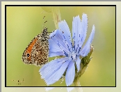 Motyl, Kwiat, Przestrojnik jurtina, Niebieski