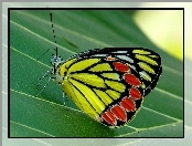Kolorowy, Motyl, Liść