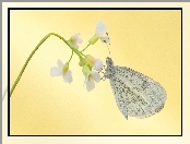 Motyl, Kwiat