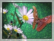 Kwiaty, 3D, Motyl