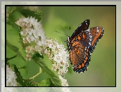 Kwiaty, Motyl, Admirał purpurowy, Limenitis arthemis, Białe