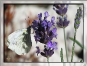 Motyl, Lawenda