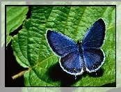 Motyl, liść