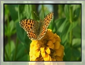 Motyl, Perłowiec malinowiec, Cynia