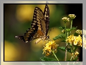 Motyl, Kwiatki, Motylek, Żółte