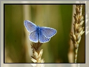 Niebieski, Motyl, Zboże