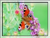 Motyl, Kwiaty, Pawie Oczko, Fioletowe