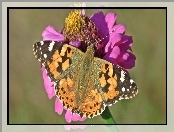 Motyl, Cynia, Rusałka osetnik, Kwiat