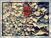 Owad, Motyl, Kamienie
