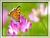 Owad, Motyl, Kwiat