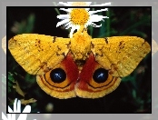 Owad, Kwiat, Motyl