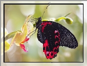 Storczyk, Czarny, Papilio Rumanzovia, Makro, Czerwony Mormon, Motyl