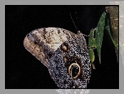 Piękny, Motyl, Liść