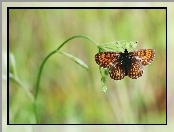 Motyl, Roślina