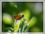 Motyl, Rośliny