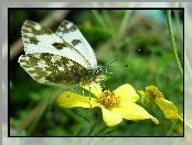 Motyl, Kwiatek, Bielinek Rukiewnik, Żółty