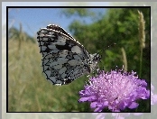 Motyl, Łąka, Polowiec Szachownica, Kwiat