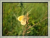 Motyl, Łąka, Trawy, Źdźbło