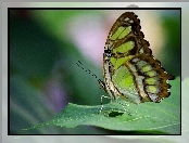 Zielony, Motyl, Liść
