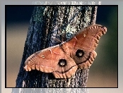 Motyl