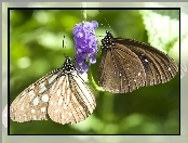 Dwa, Motyle, Kwiatek