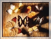 Grafika, Motyle, Kolorowe