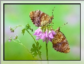 Motyle, Kwiat, Dostojka ino, Różowy