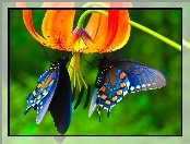Motyle, Kwiat