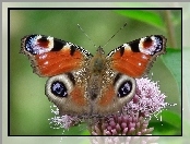 Motylek, Kwiat