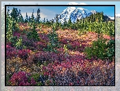 Drzewa, Park Narodowy Mount Rainier, Stratowulkan, Mount Rainier, Rośliny, Waszyngton, Stany Zjednoczone, Łąka, Góry, Chmury, Kolorowe